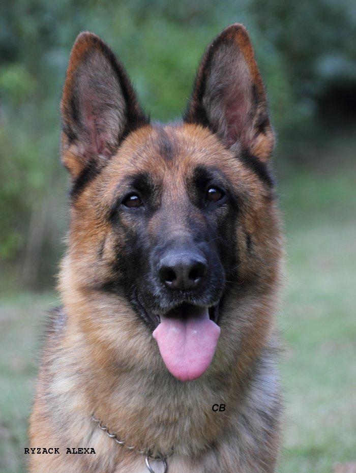 RYZACK ALEXA – SCHAEFERHUND GERMAN SHEPHERDS